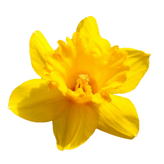 daffodil